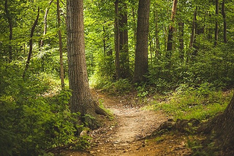 forest-g72da60b52_640