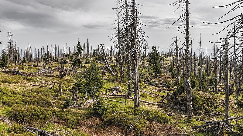felix-mittermeier-bavarian-forest-3385966_1280