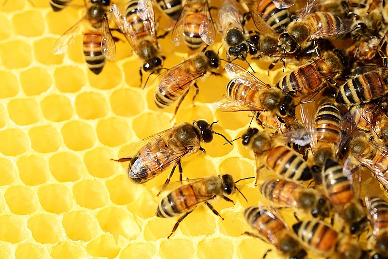 pollydot-bees-326337_1280