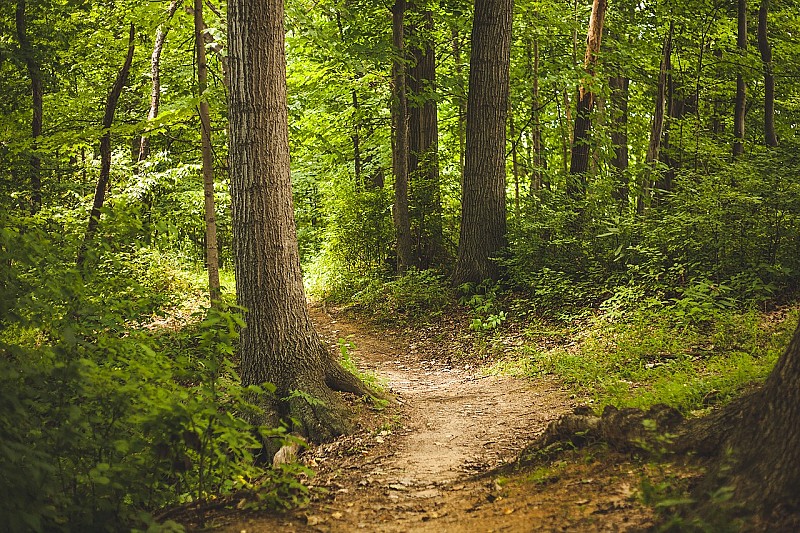 pexels-forest-1868028_1280